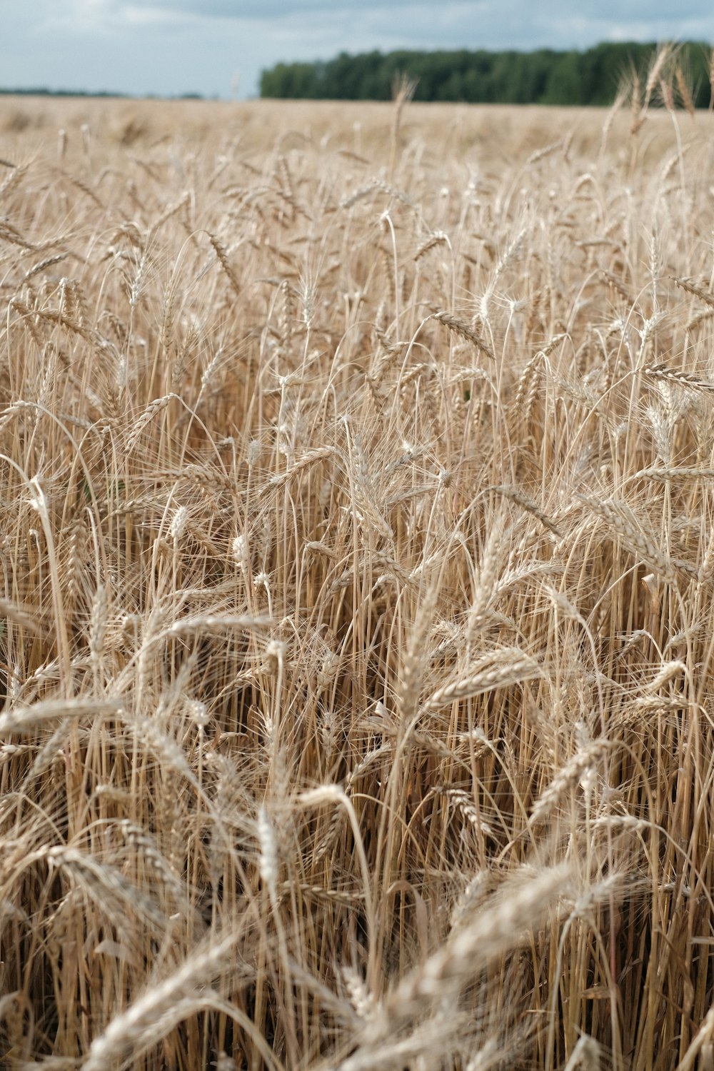 campo de trigo marrom durante o dia