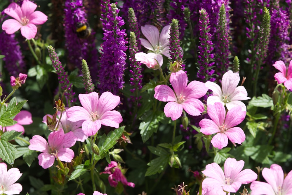 purple and white flowers during daytime