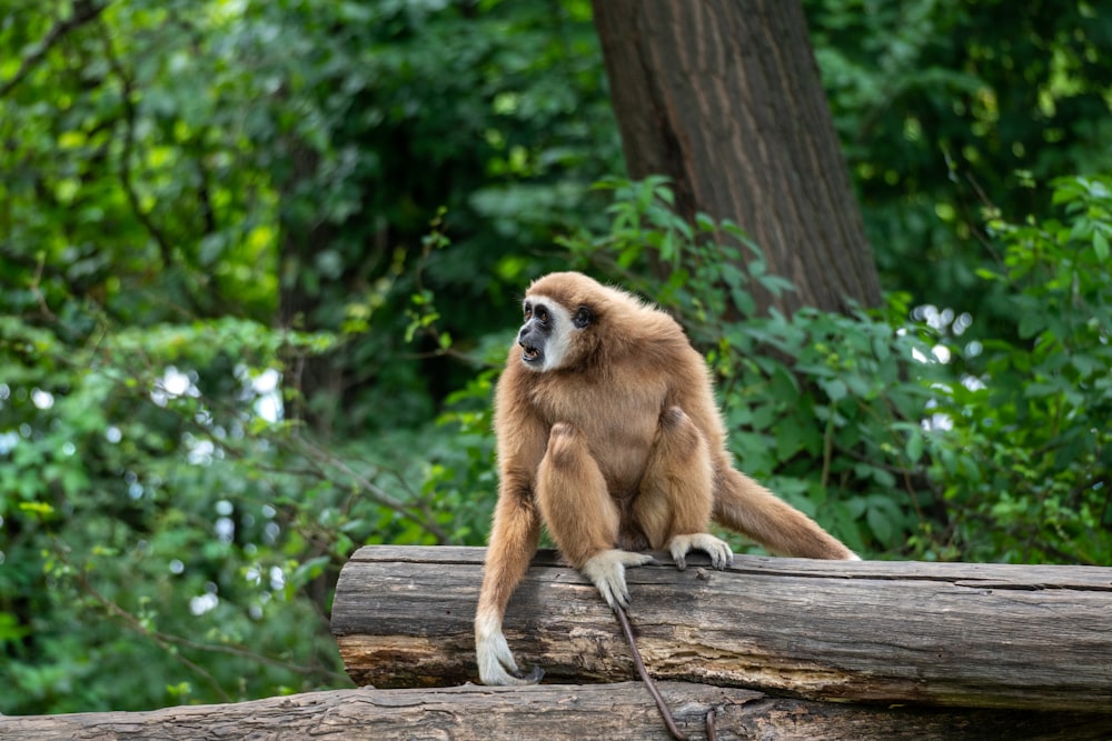 brown monkey on brown wooden log during daytime