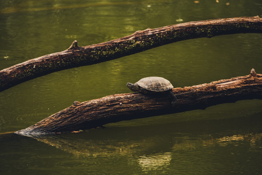 brown and gray turtle on brown tree branch
