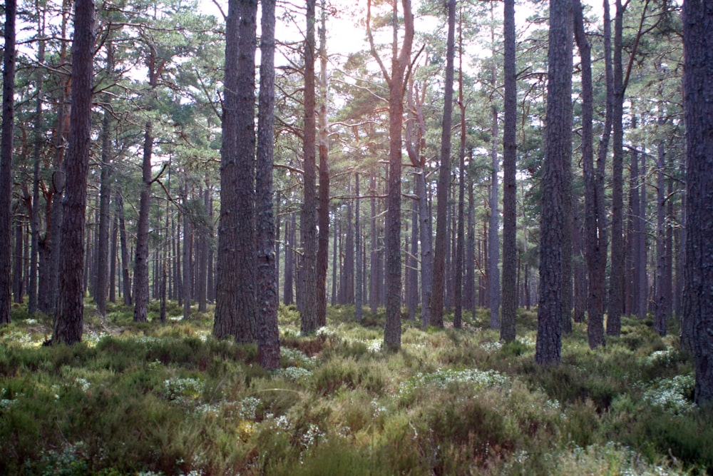 hierba verde y árboles durante el día