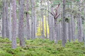 A dense forest composed of tall, slender pine trees with rugged bark, creating a textured pattern. A single tree with bright yellow foliage stands out among the greenery, providing contrast and focus. The ground is covered with lush green moss and undergrowth, adding to the natural setting's tranquility and depth.