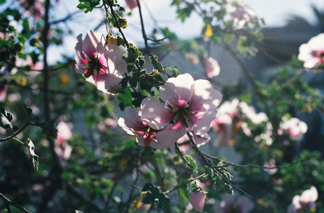 pink and white flower in tilt shift lens