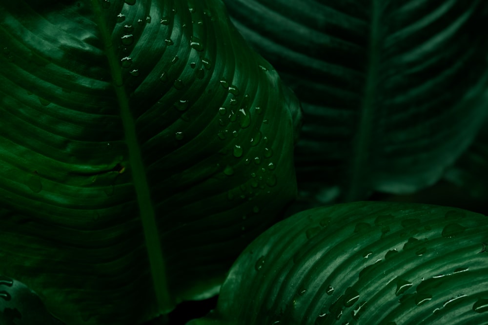 water droplets on green leaf