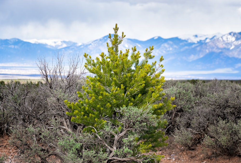 green tree on brown field during daytime