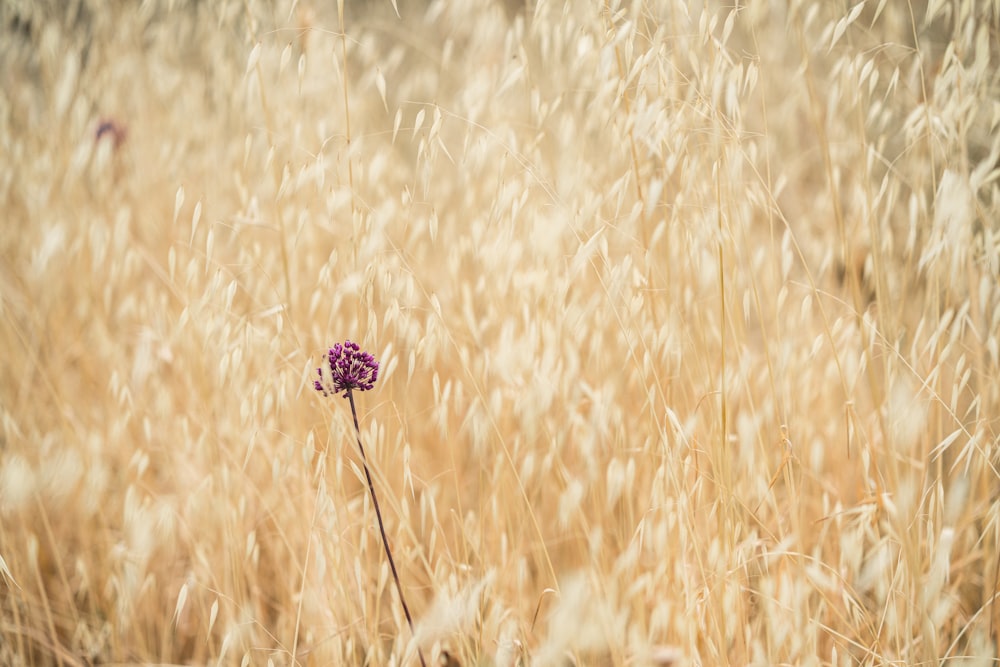 pink flower in the field