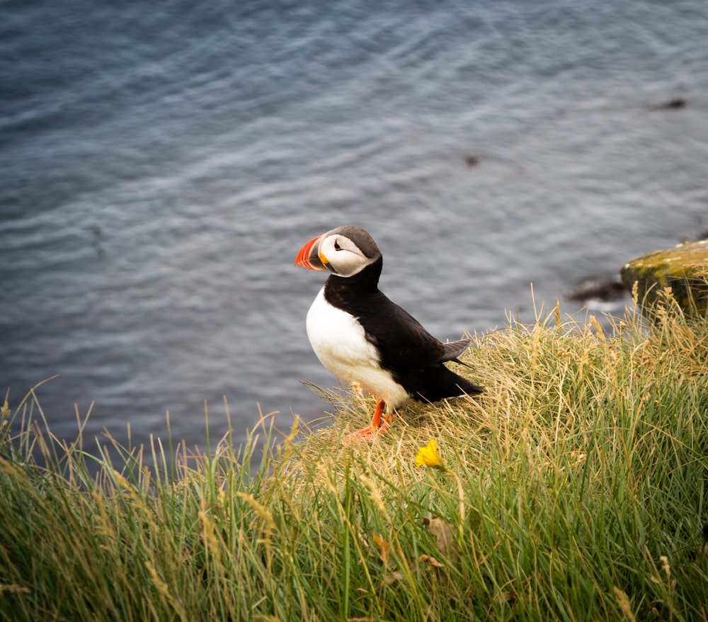 black and white bird on green grass near body of water during daytime