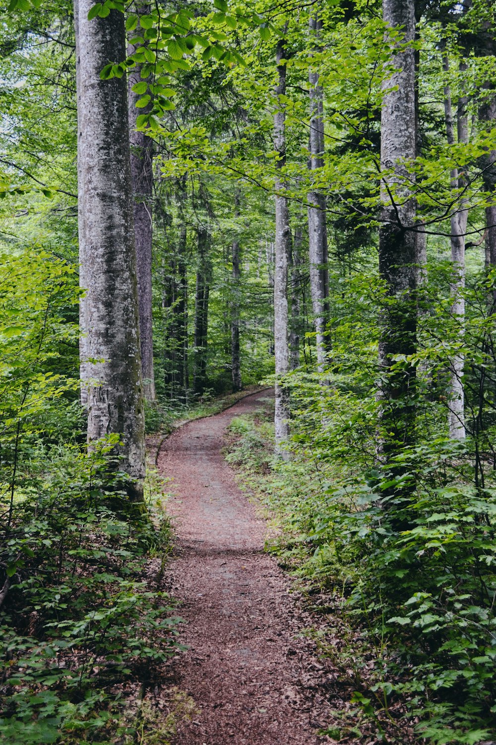 brown dirt road between green trees during daytime