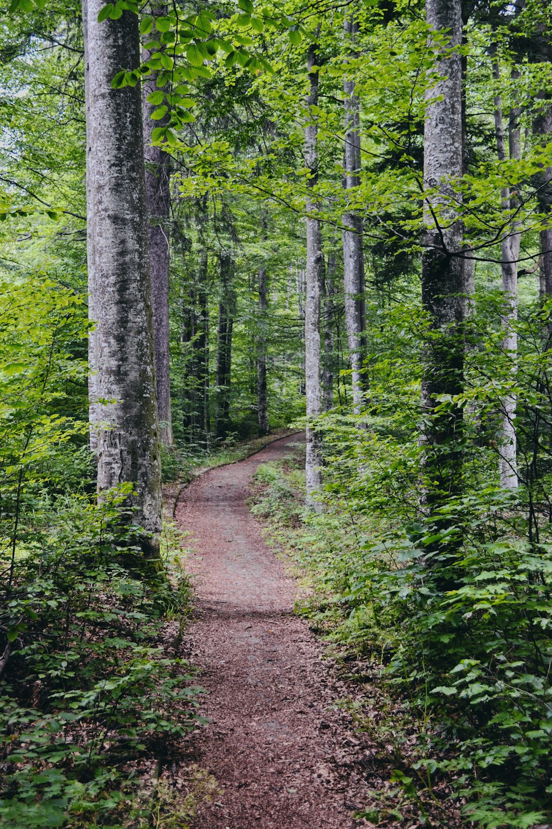 Forest photo spot Romania Păltiniș