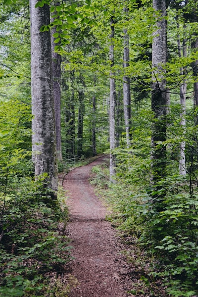 brown dirt road between green trees during daytime