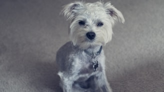 A small dog with a fluffy, light-colored coat is sitting on a carpeted floor. The dog's ears are perked up, and it is wearing a black collar with a tag.