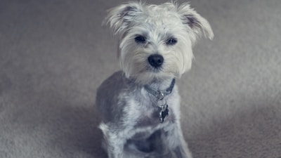 A small dog with a fluffy, light-colored coat is sitting on a carpeted floor. The dog's ears are perked up, and it is wearing a black collar with a tag.