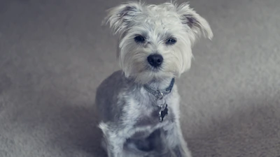 A small poodle wearing a beige collar with a delicate black tag, sitting on a soft cream blanket.