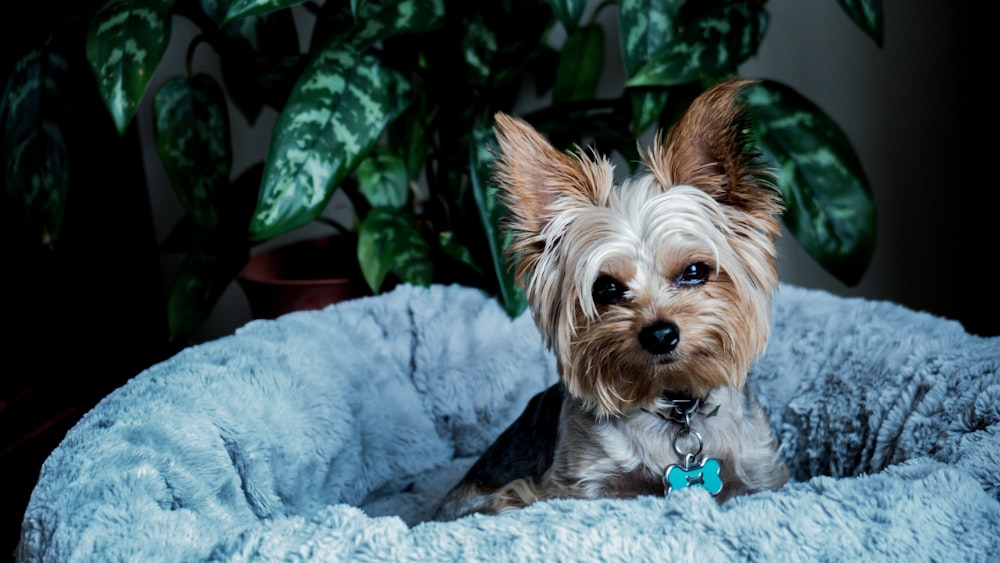 brown and black yorkshire terrier puppy on white textile