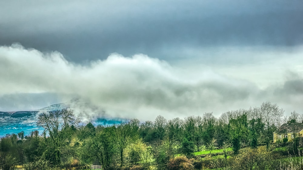 green trees under white clouds during daytime