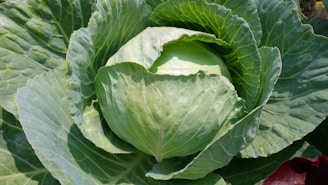 Close-up of fresh cabbage heads ready for sauerkraut production in a rustic Croatian farm setting.