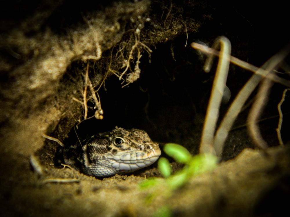 black and white lizard on brown soil