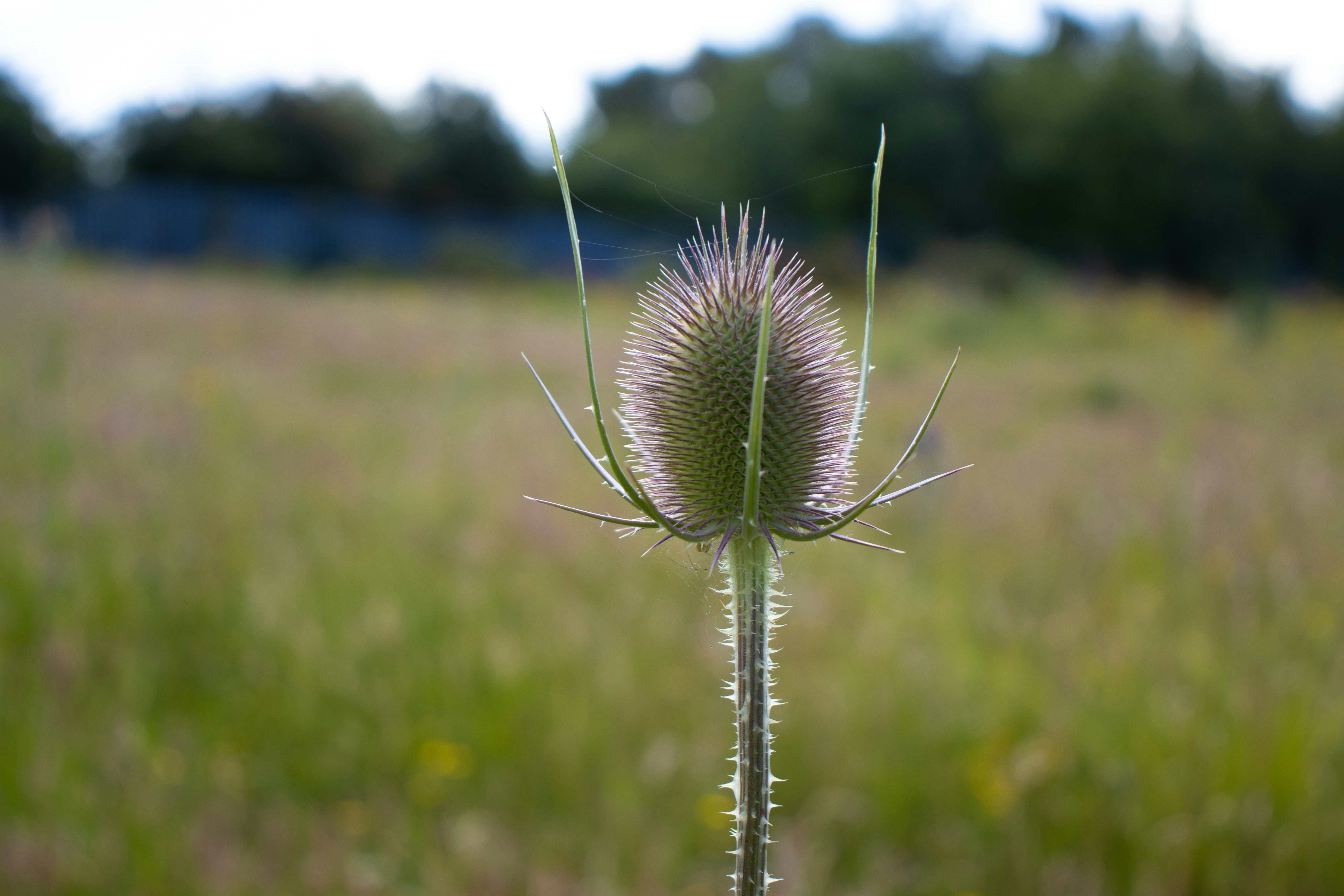 single thistle in a field with a cobweb over it