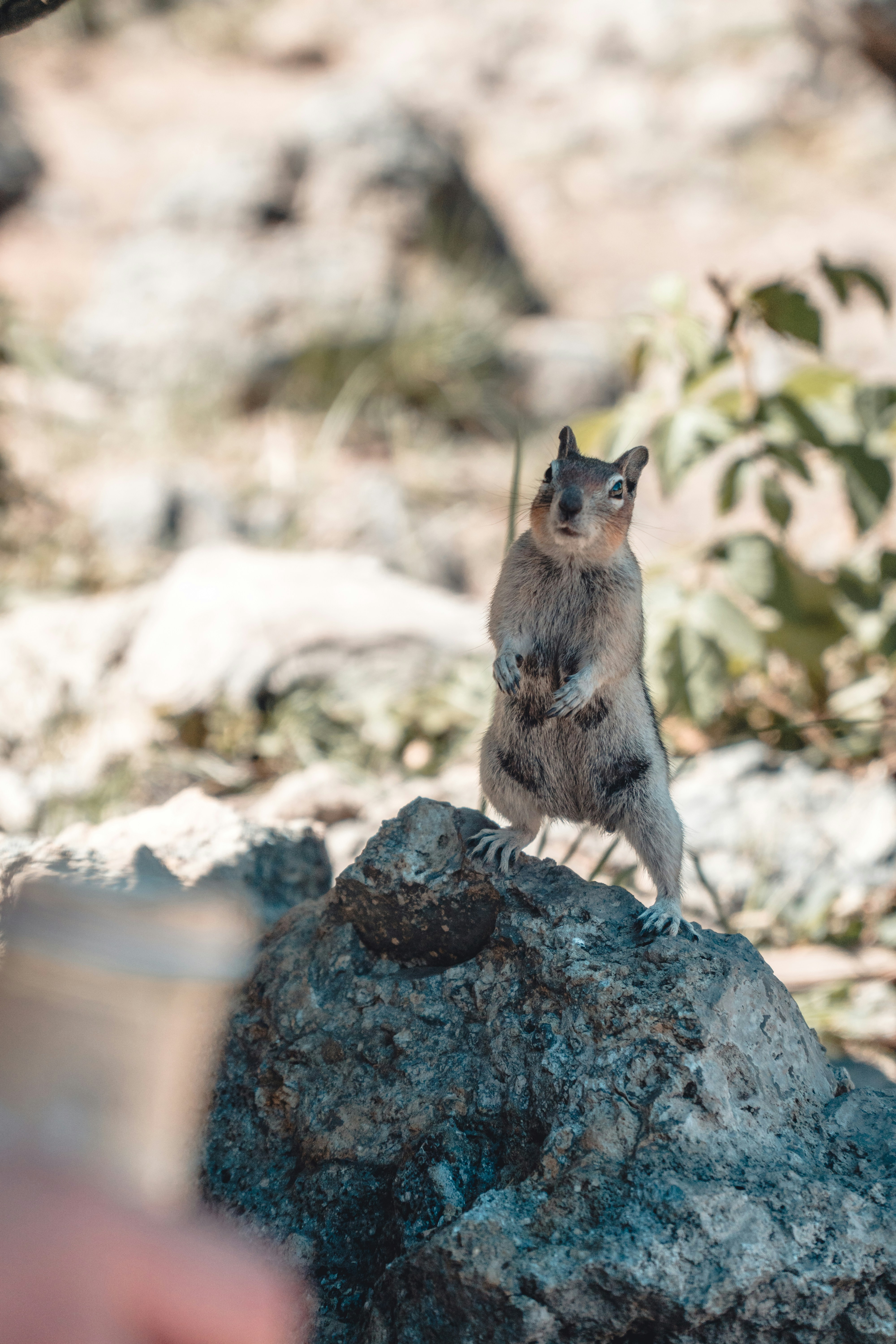 gray cat on gray rock during daytime