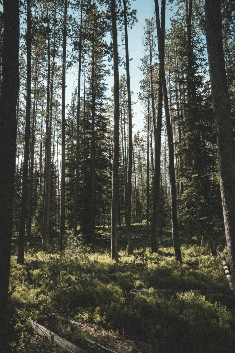 green grass and brown trees