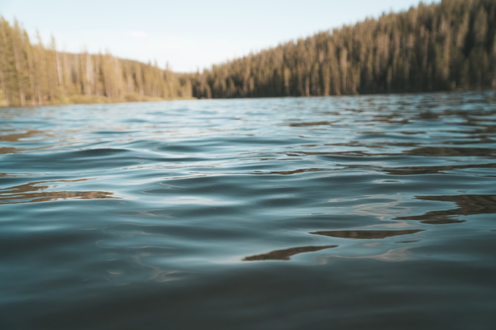 body of water near green trees during daytime