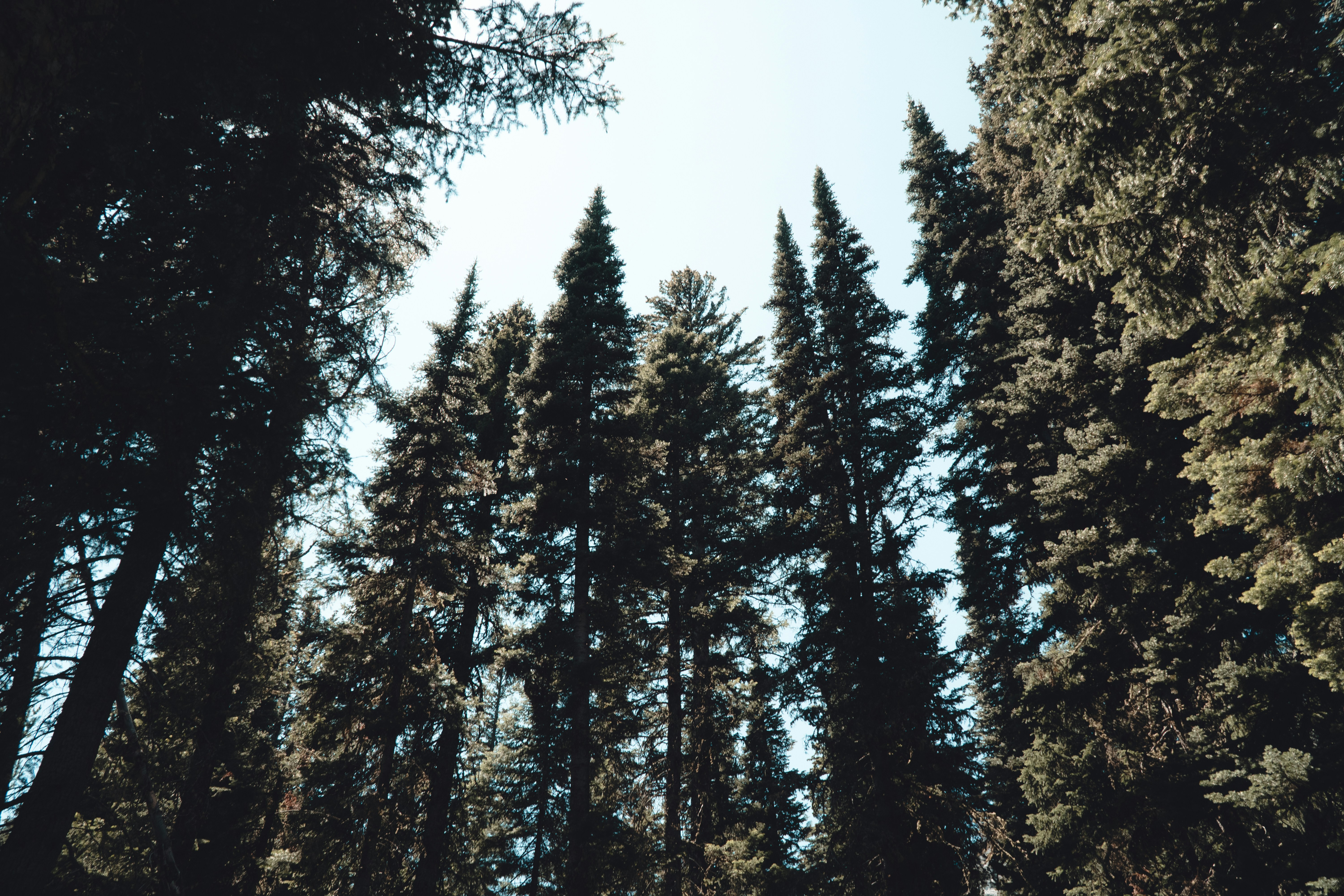 green pine trees under white sky during daytime