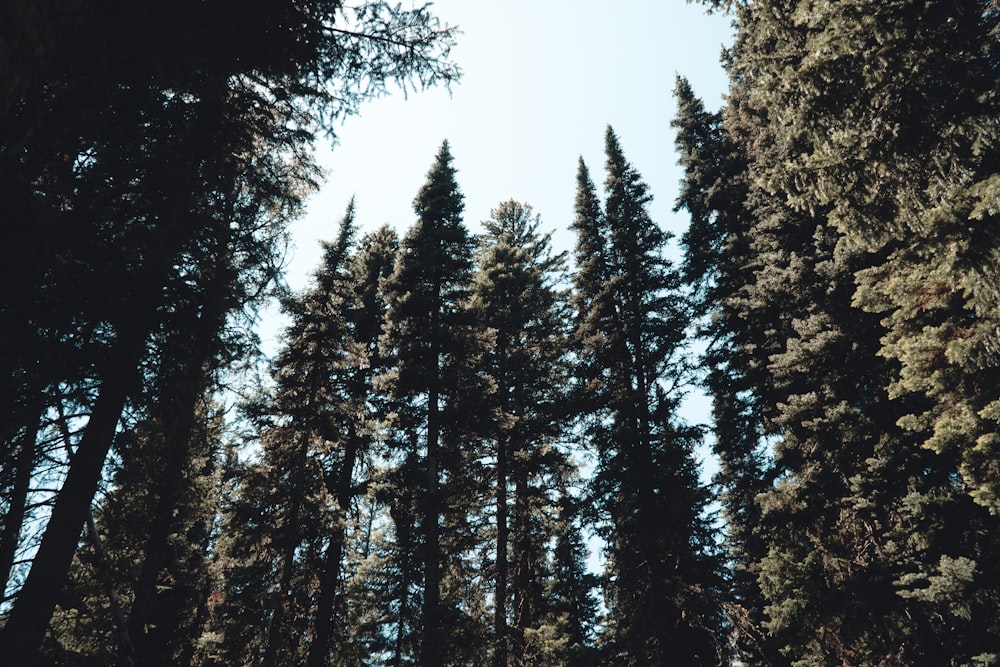 green pine trees under white sky during daytime