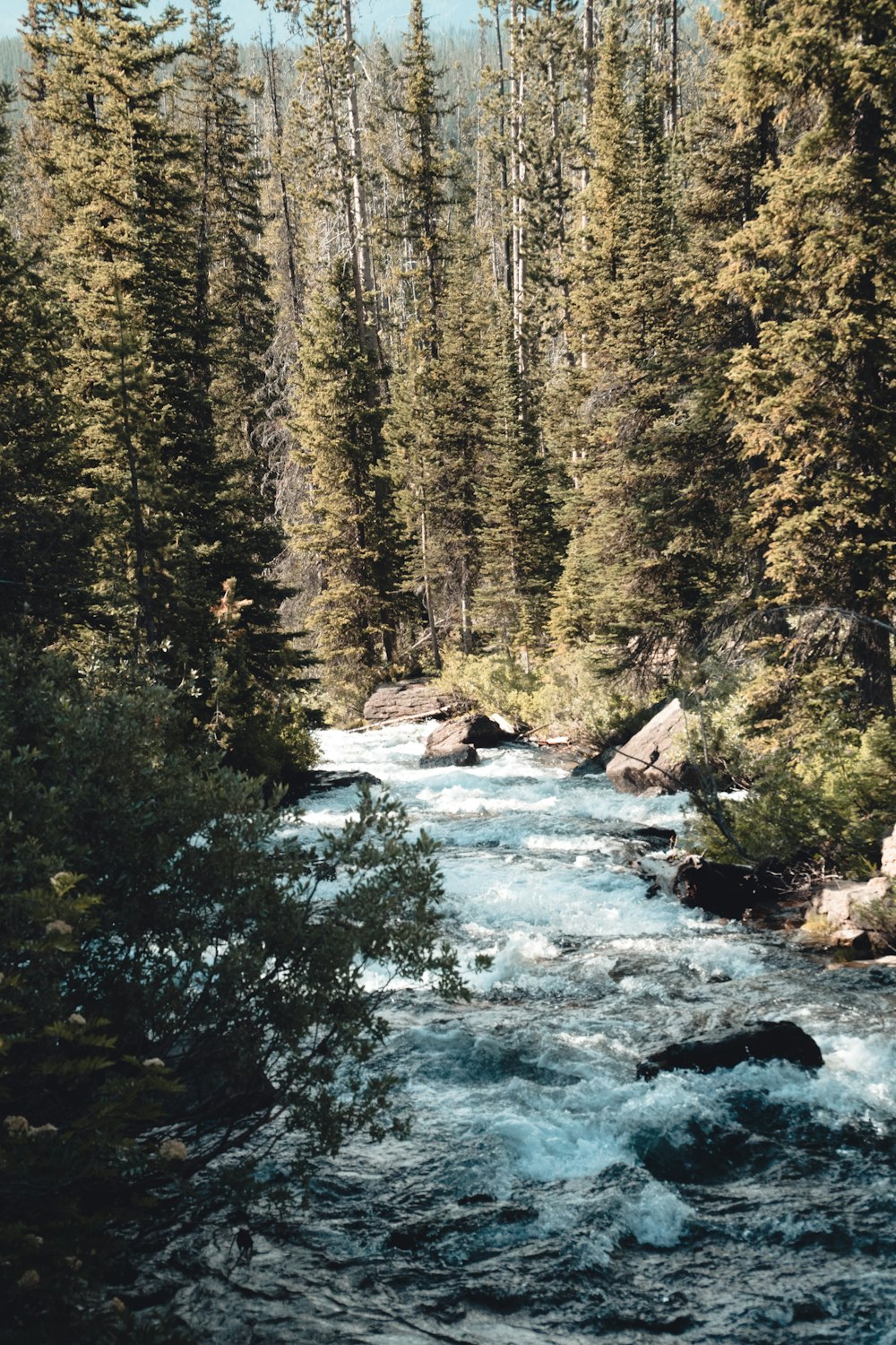 green pine trees near river during daytime