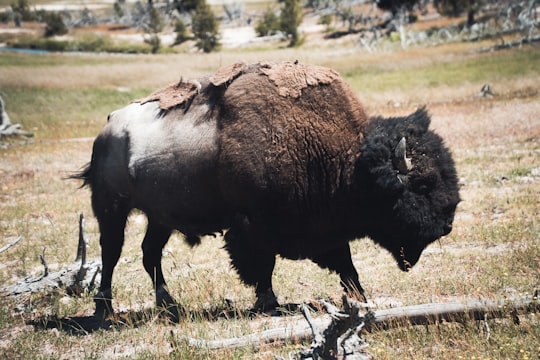 black bison on green grass field during daytime in Yellowstone National Park United States