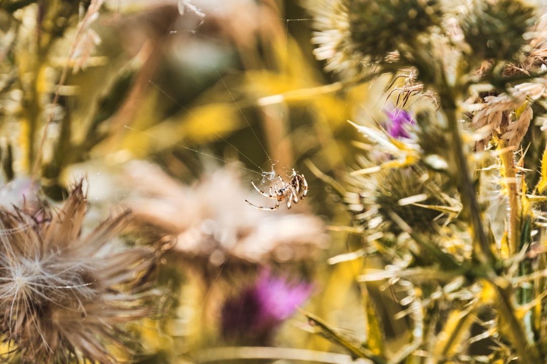 brown and white spider on purple flower