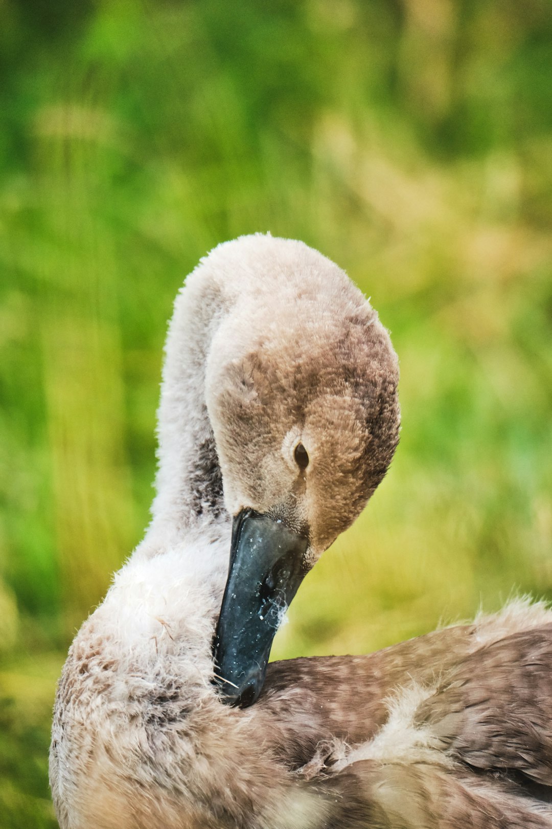 white duck on green grass during daytime