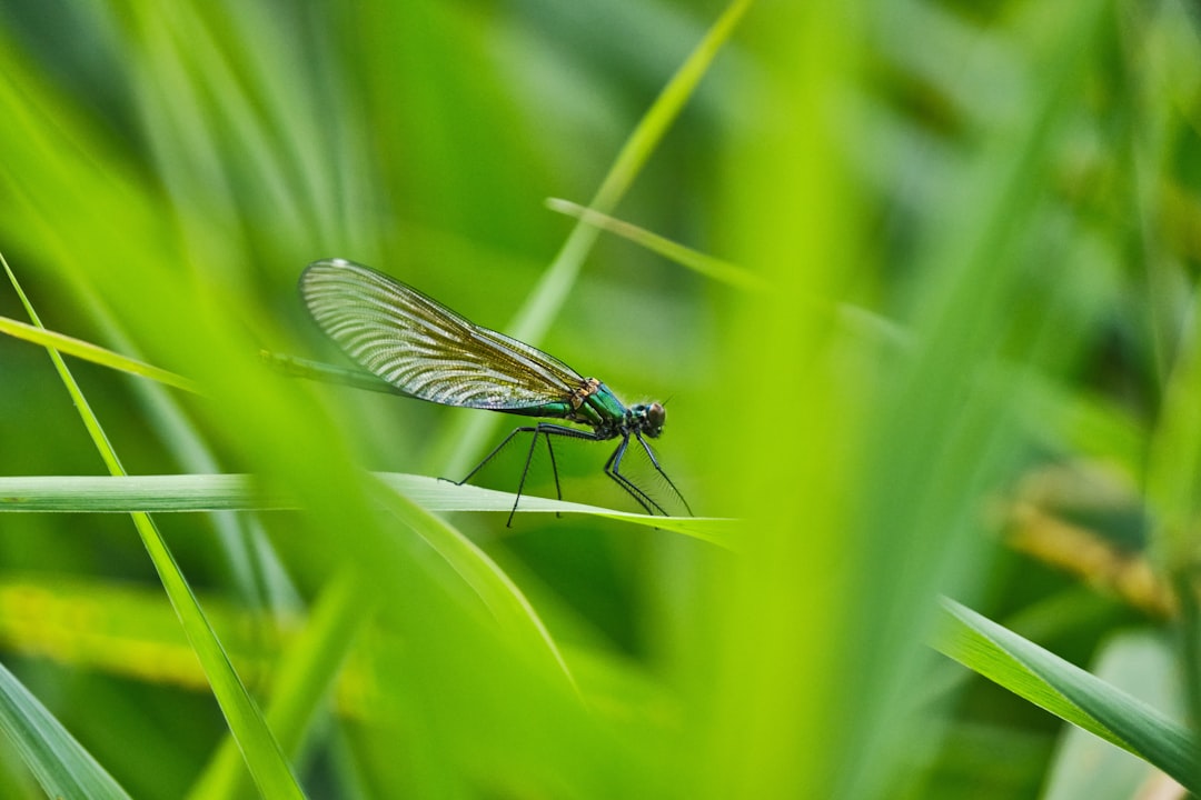 black damselfly perched on green leaf in close up photography during daytime