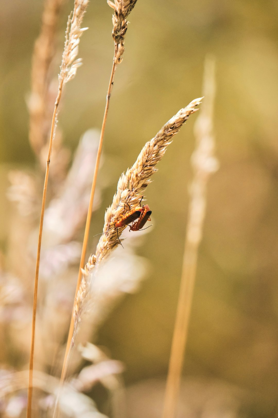 brown insect on brown wheat