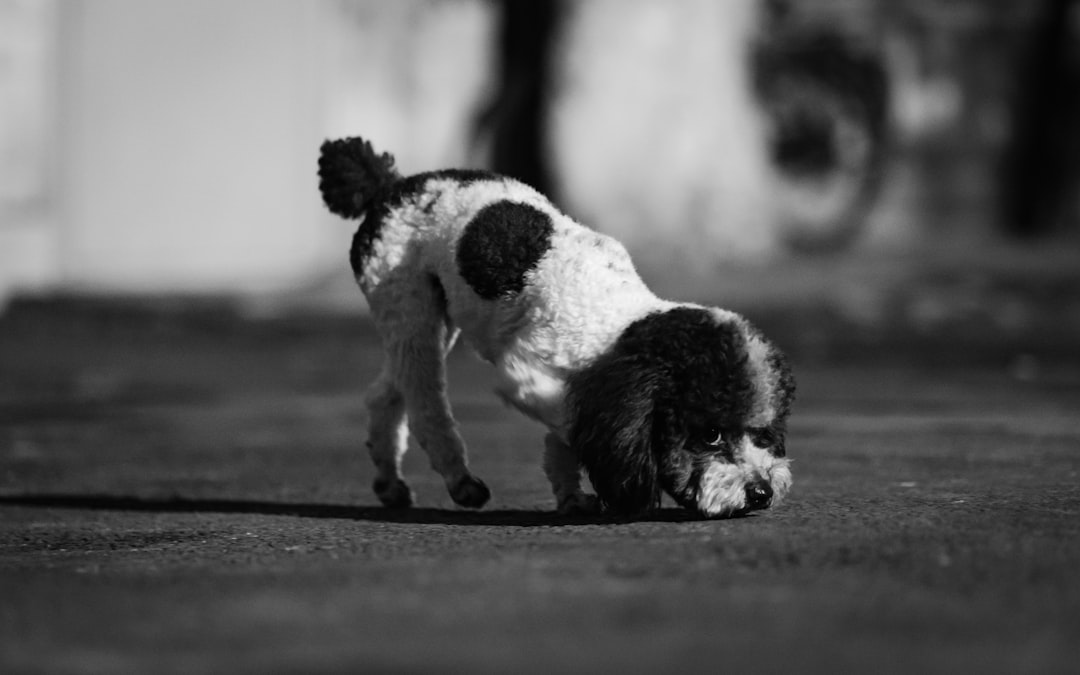 grayscale photography of short coated dog running on road