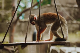 A small monkey with a black face and white markings is perched on a platform, surrounded by metal supports. The background is blurred, with hints of greenery and natural habitat.