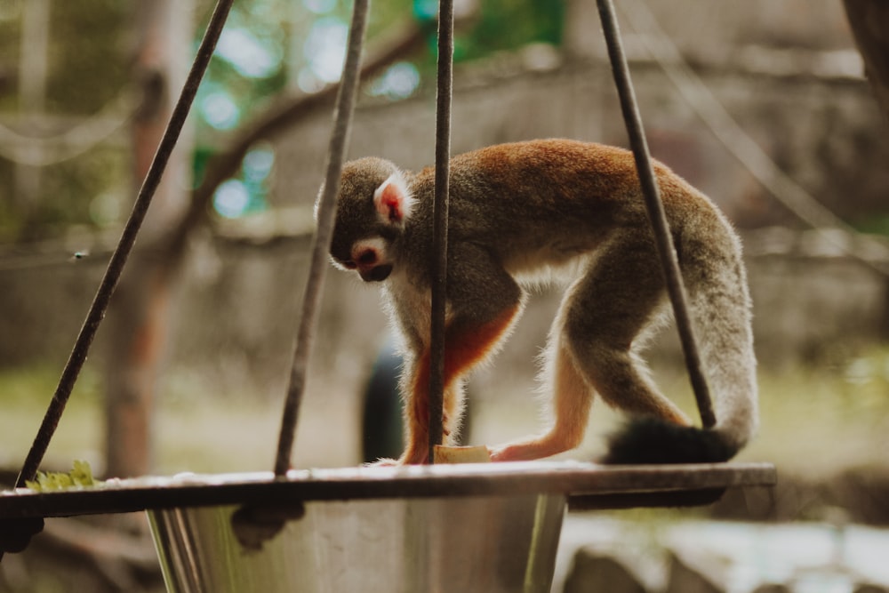 brown monkey on black metal fence during daytime