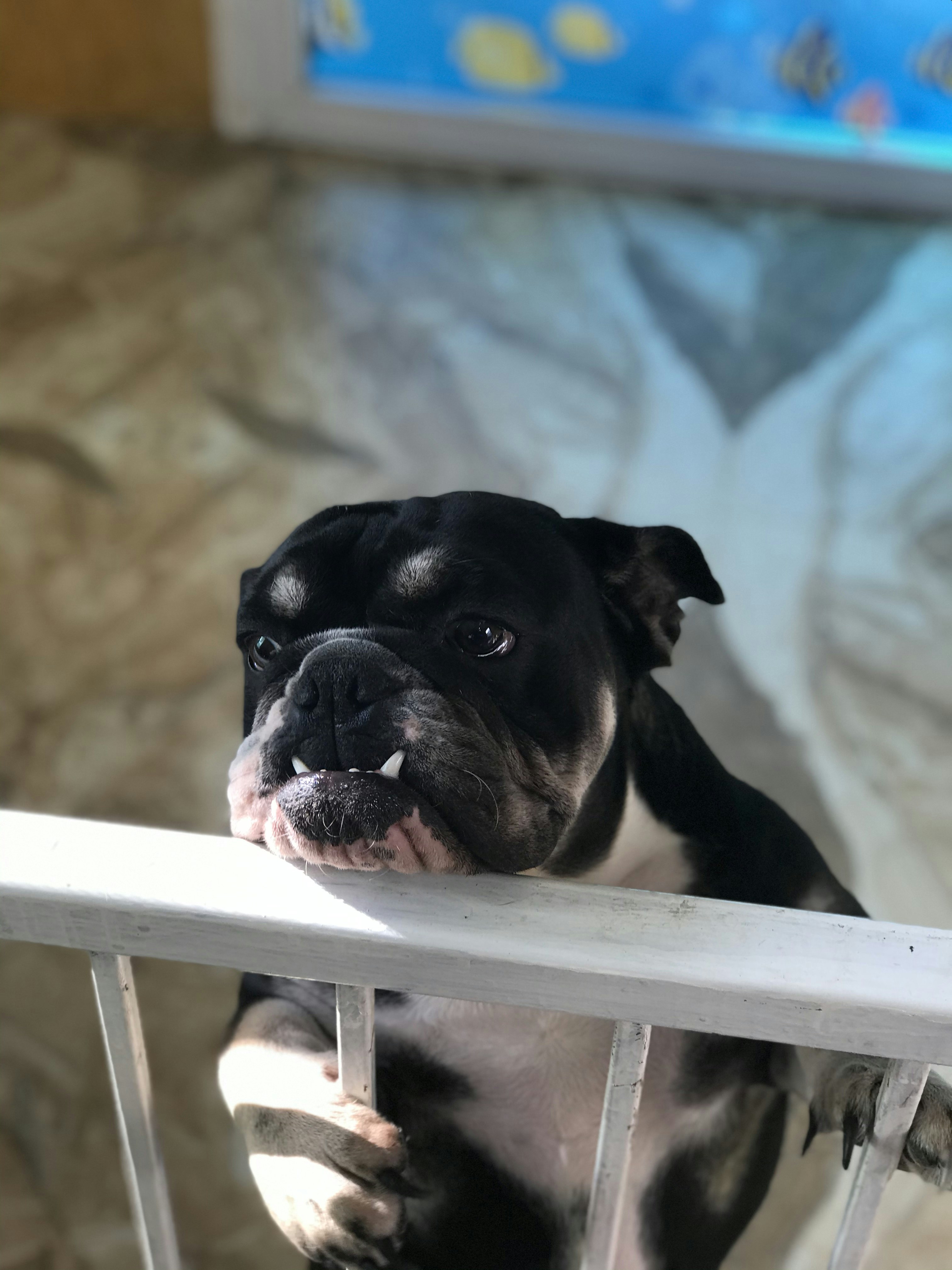 black and white short coated dog on white wooden fence during daytime
