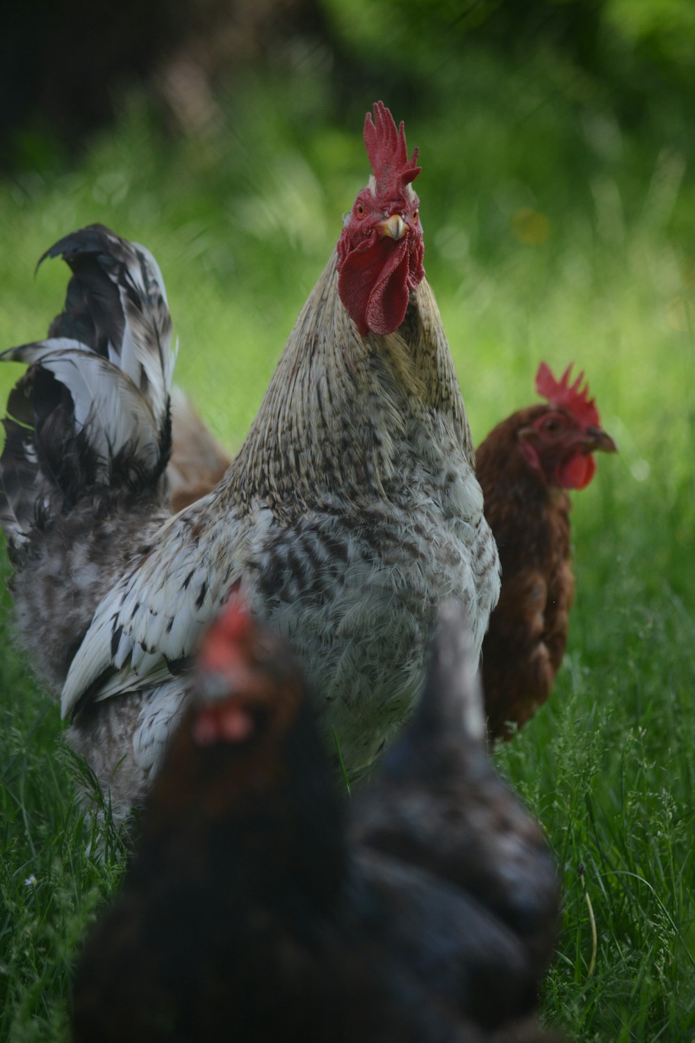 white and black rooster on green grass field during daytime