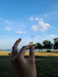 A farmer handpicking fresh makhana pods in a lush green field at sunrise.