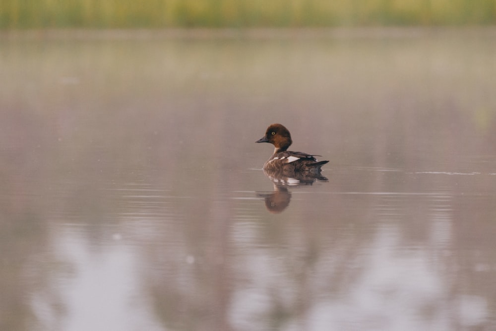 brown duck on water during daytime