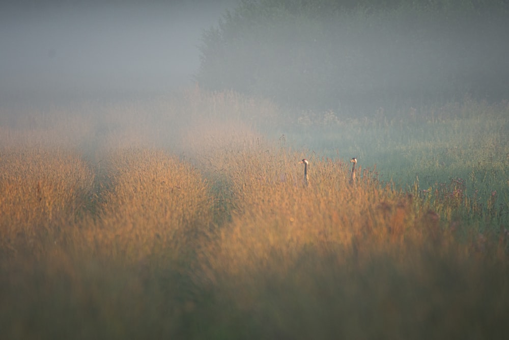 brown grass field with fog