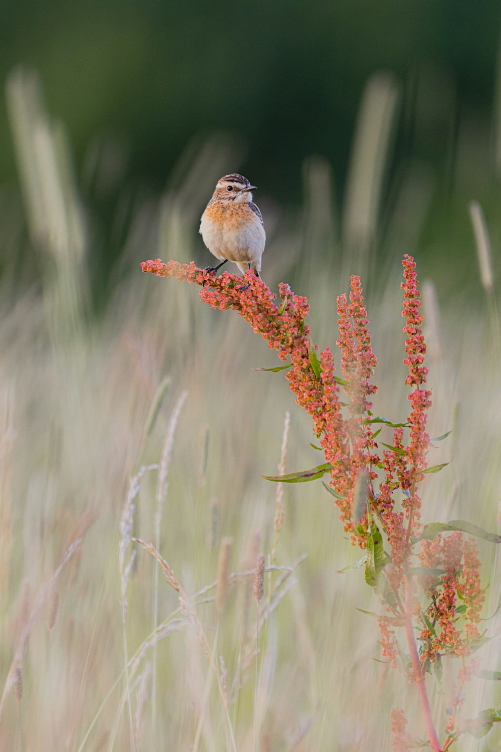 white and brown bird on brown plant stem