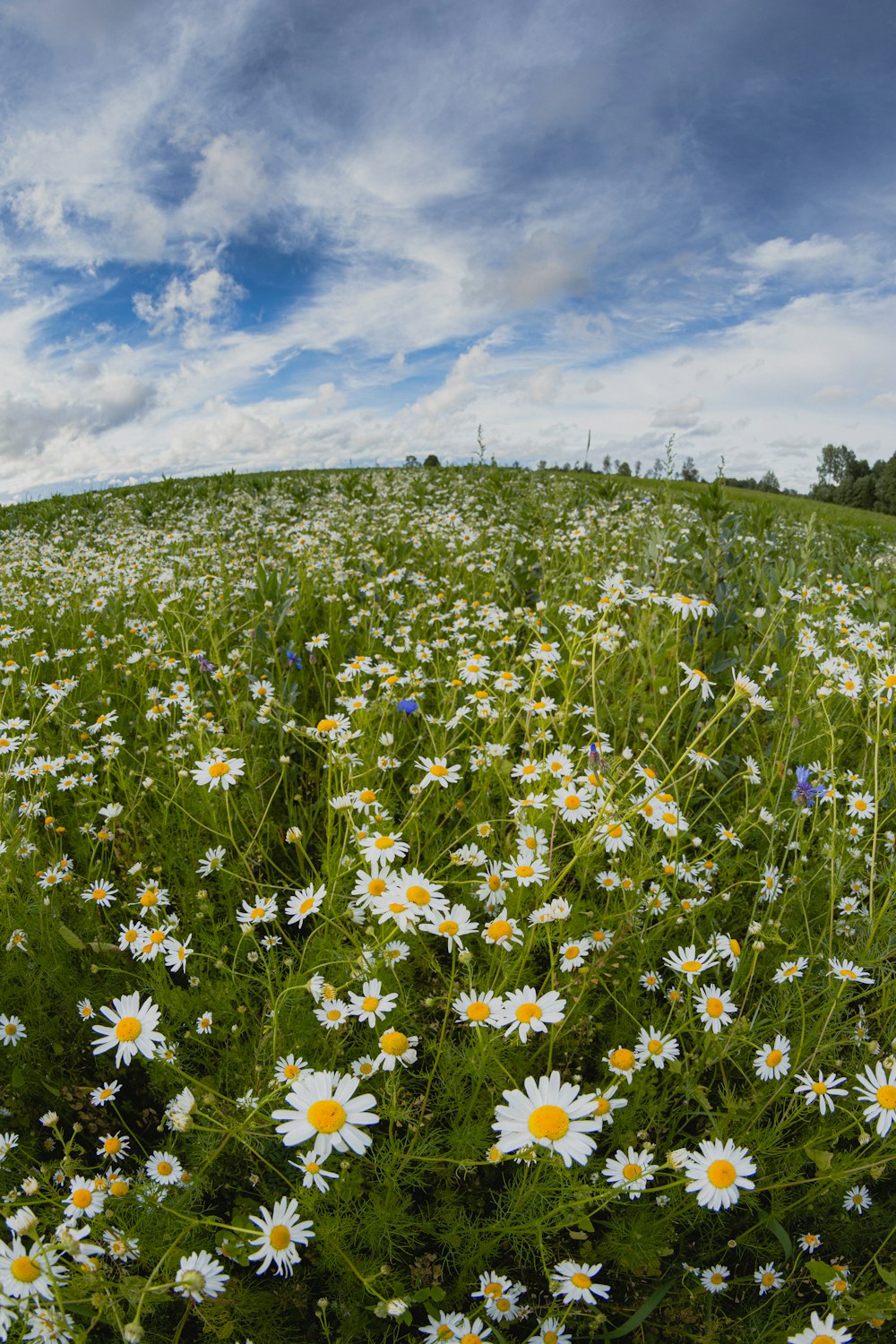 fiori bianchi e gialli sul campo di erba verde sotto il cielo blu durante il giorno