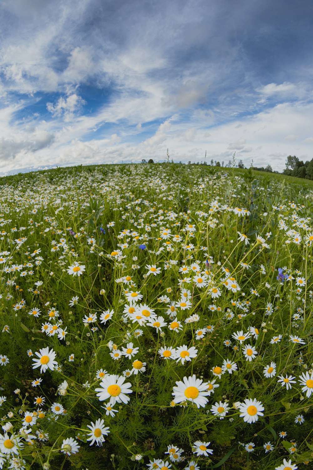 white and yellow flowers on green grass field under blue sky during daytime