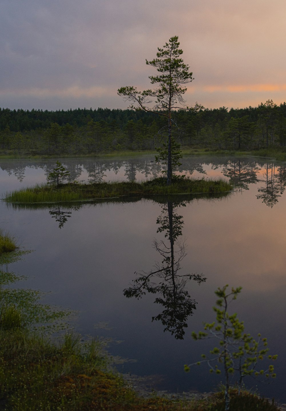 green trees beside lake during daytime