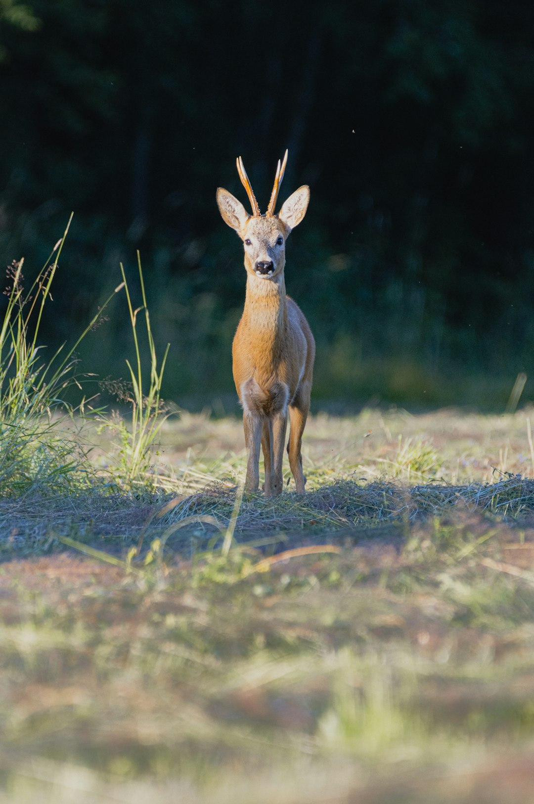 brown deer on green grass during daytime