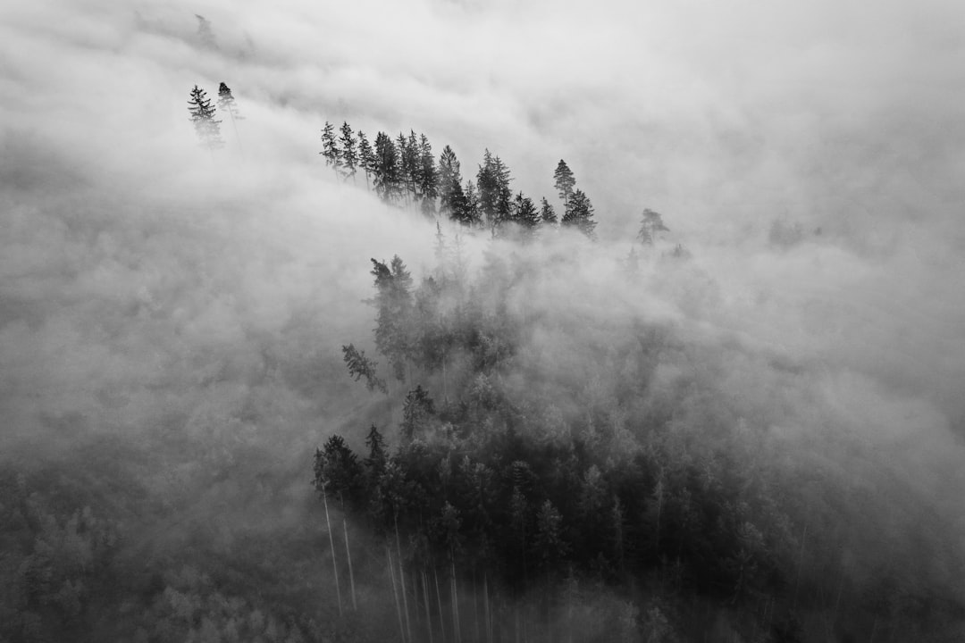 grayscale photo of trees and plants