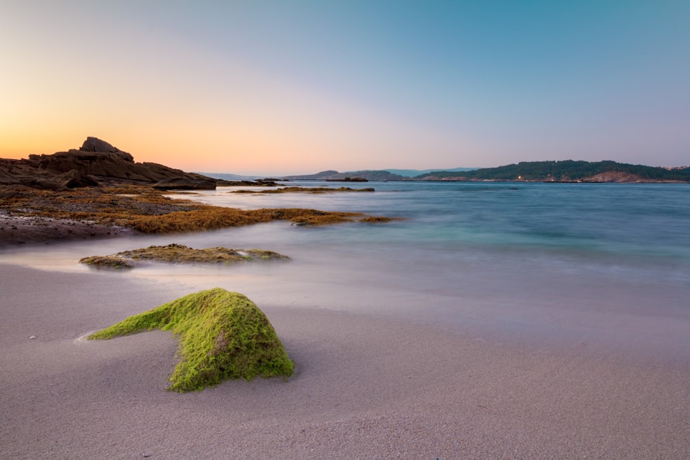 musgo verde na areia marrom perto do corpo de água durante o dia