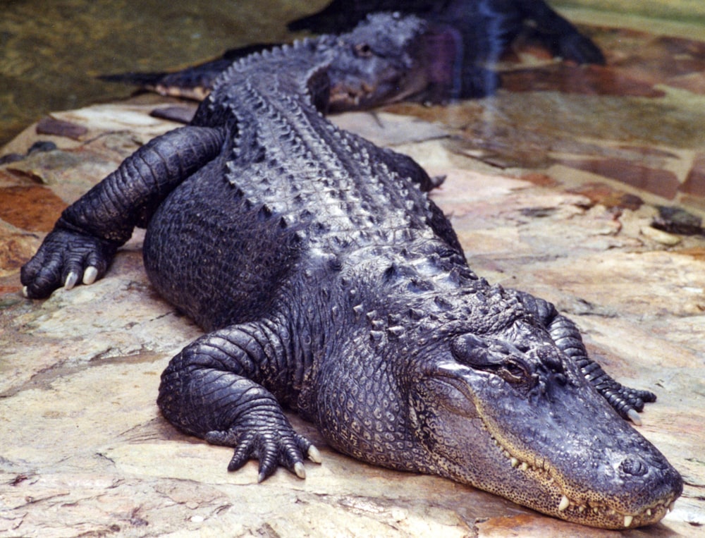 coccodrillo nero sull'acqua durante il giorno