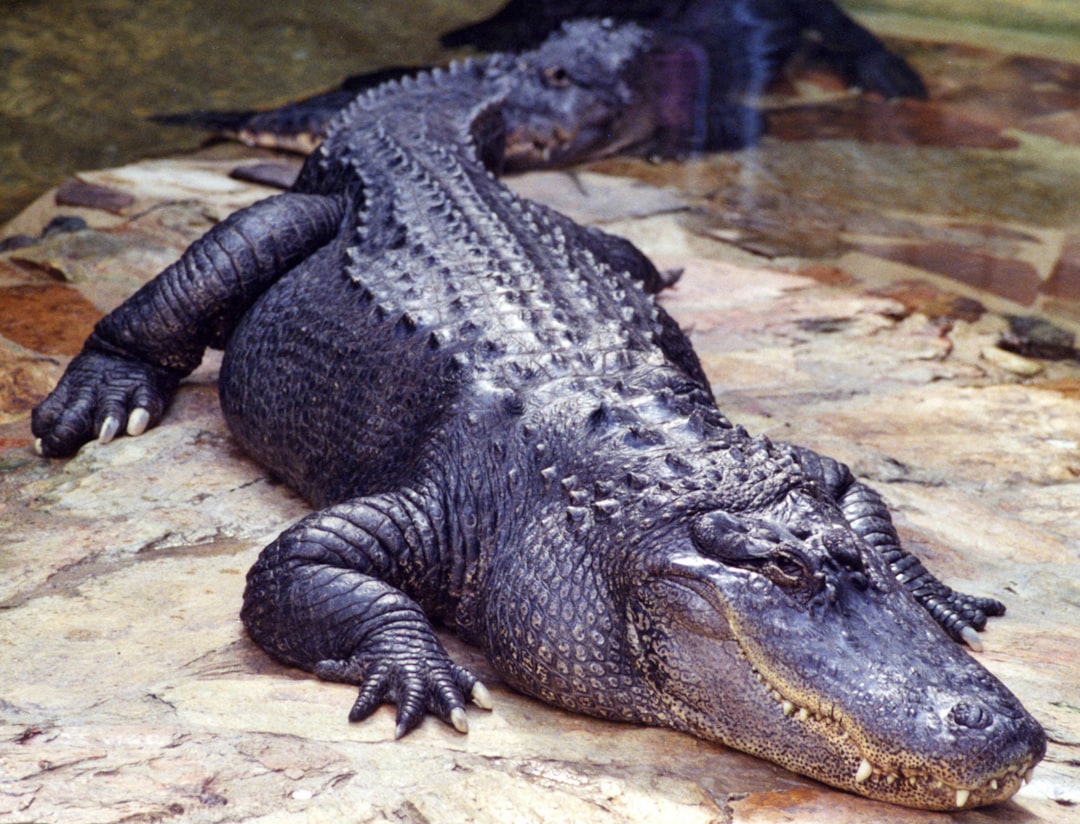  black crocodile on water during daytime alligator